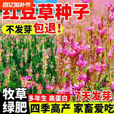 红豆草种子高产牧草种籽果园绿肥青饲蜜源景观绿化护坡固土耐寒旱