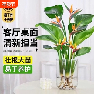 水培植物天堂鸟绿植室内外客厅桌面花卉盆栽鹤望兰四季常青