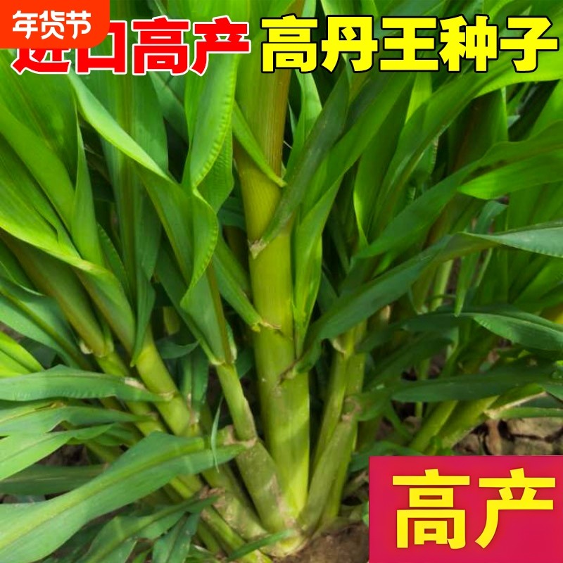 高丹王草种籽四季苏丹草牧草种子鹅鱼猪玉米多年生黑麦麦草草籽