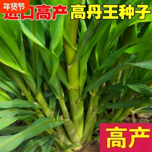 高丹王草种籽四季苏丹草牧草种子鹅鱼猪玉米多年生黑麦麦草草籽