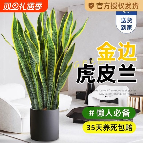 金边虎皮兰绿植客厅沙发旁大盆栽吸甲醛室内大型植物办公室花阳台