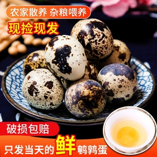 生鹌鹑蛋新鲜50枚农家散养鸟蛋清水火锅辅食送卤料包
