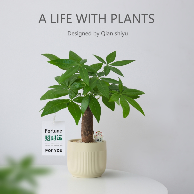 发财树盆栽办公室桌面绿植