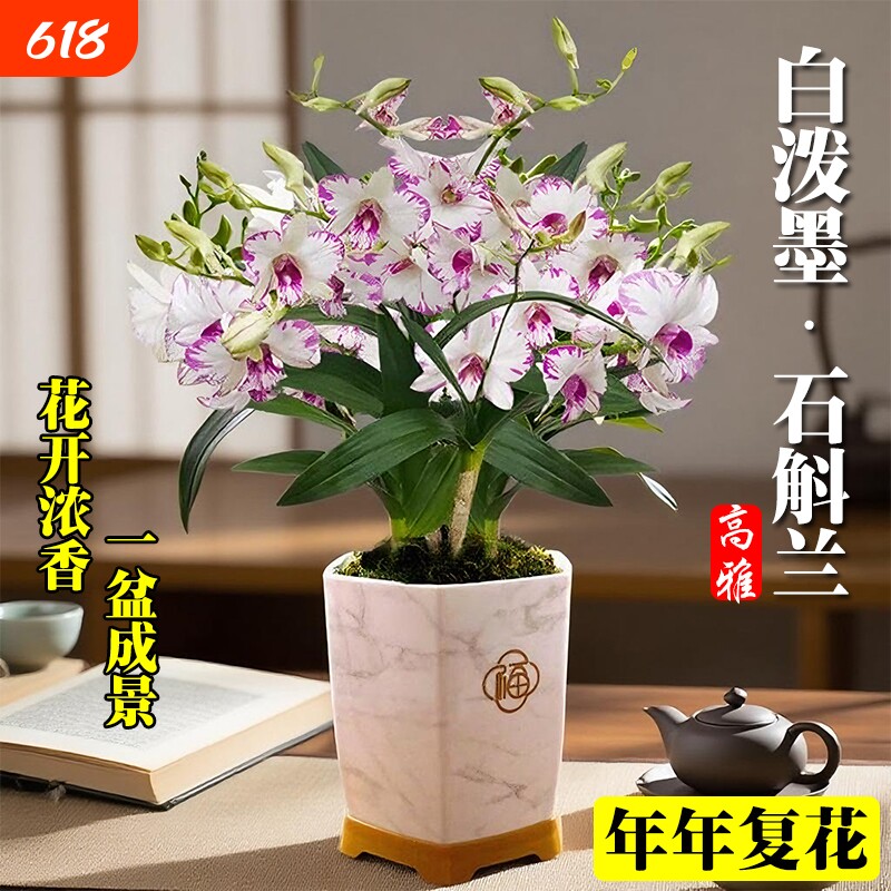 名贵白泼墨石斛兰花苗当年开花室内客厅好养水培绿植盆栽花卉带花