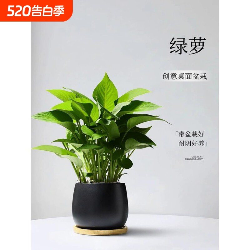 绿萝小盆栽绿箩室内客厅绿植卧室摆件植物办公室工位桌面耐阴阳台