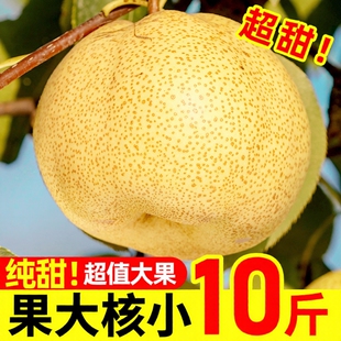 安徽特产雪梨现摘砀山酥梨新鲜梨子9斤水果梨正宗整箱汤山包邮