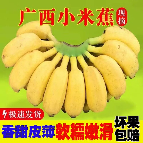 正宗广西小米蕉当季新鲜水果整箱装自然熟小香蕉现摘现发