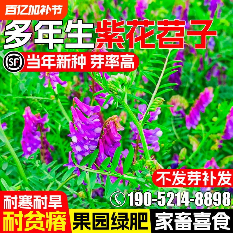 光叶紫花苕种子毛苕子果园绿肥牧草种籽高产箭舌野豌豆多年生草籽