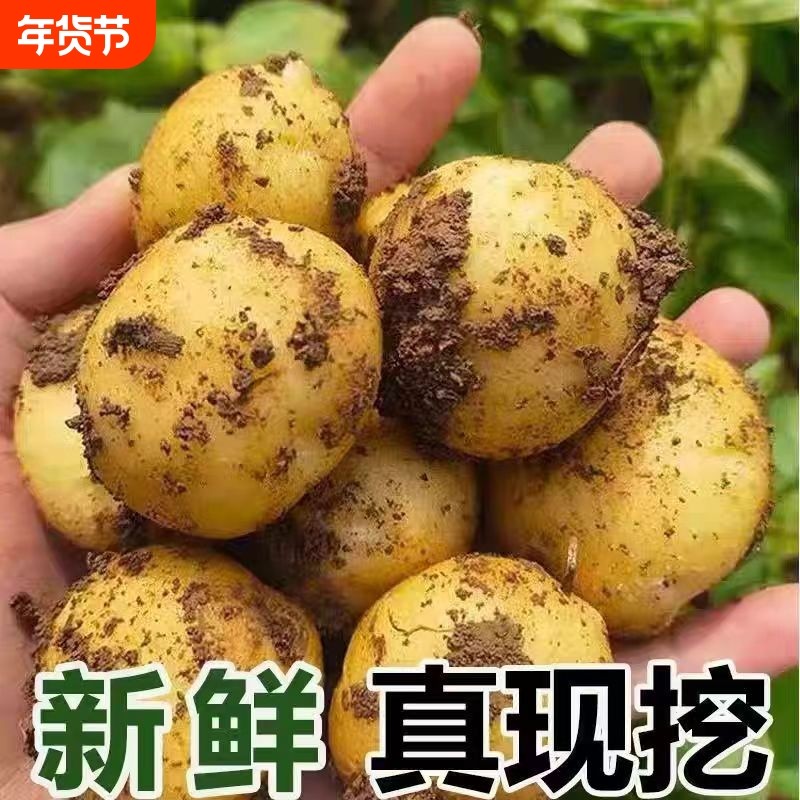恩施小土豆新鲜现挖黄心土豆当季蔬菜自种迷你马铃薯湖北高山洋芋
