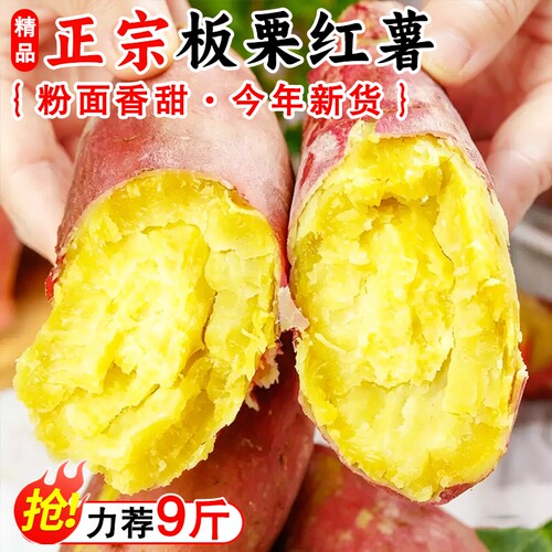 黄心板栗红薯新鲜蔬菜山芋番薯