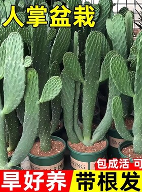 仙人掌盆栽米邦塔墨西哥苗可食用多肉植物绿植品种室内客厅办公桌