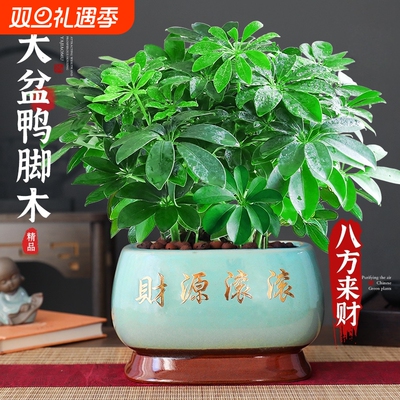 八方来财水培鸭脚木四季常青室内绿植物盆栽发财树苗旺宅客厅招财