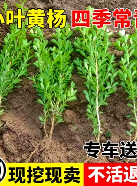 小叶黄杨树苗瓜子黄杨苗法国冬青苗大叶冬青庭院四季常青耐寒绿篱