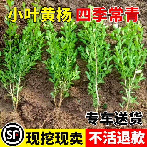 小叶黄杨树苗瓜子黄杨苗法国冬青苗大叶冬青庭院四季常青耐寒种植