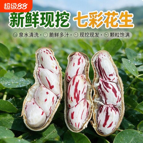 2026年新鲜七彩花生带壳湿花生黑花生现挖现发牛奶水果花生当季