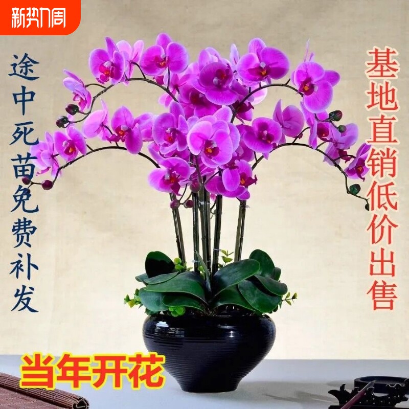 蝴蝶兰花苗带花剑带花苞盆栽兰花大苗客厅室内植物花卉四季好养活