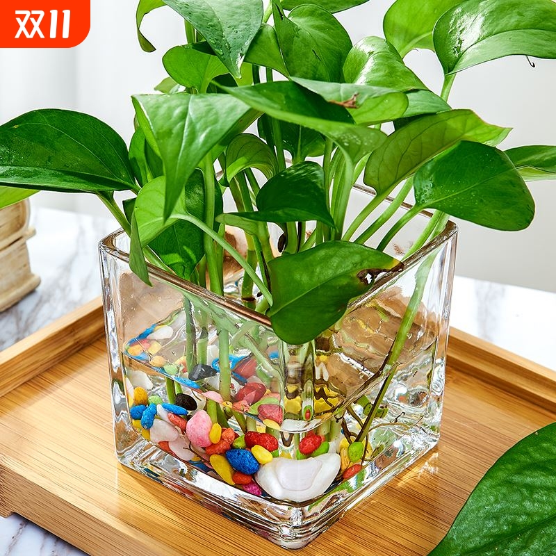 玻璃水培花盆水养花瓶器皿绿萝植物瓶透明花器正方形容器插花客厅