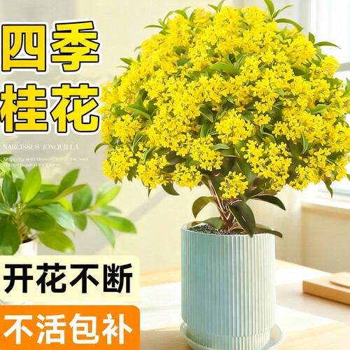 四季桂盆栽带花苞室内开花