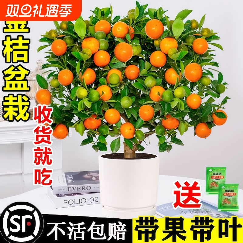 四季金桔树苗盆栽带果可食用客厅植物室内外小橘子盆景年宵花阳台