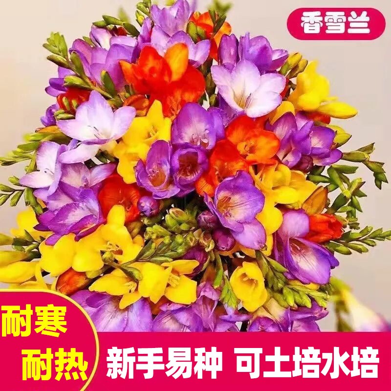 香雪兰种球水培花卉土培盆栽植物图片