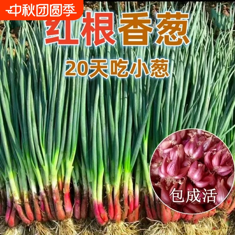 红根小香葱种子四季盆栽蔬菜
