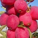 东北特产沙果海棠果鸡心果新鲜孕妇水果酸甜好吃小苹果应季 糖心果