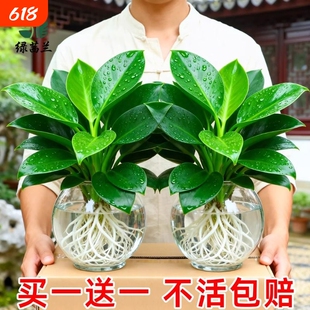 金钻盆栽绿公主水培大叶绿植物办公室内客厅新房吸除甲醛好养绿植