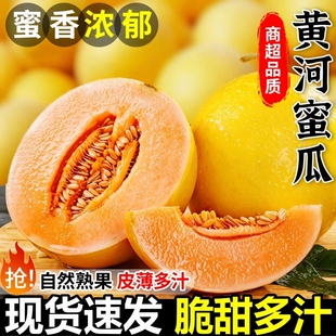 甘肃民勤黄河蜜瓜沙漠蜜瓜（4.5斤）