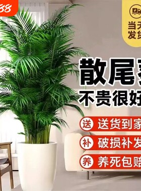 散尾葵凤尾竹绿植物客厅大型盆栽夏威夷室内富贵椰子四季常青轻奢