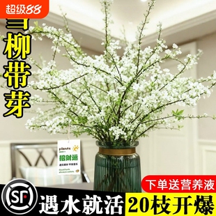 雪柳干枝鲜枝水养插花水培植物鲜花卉室内盆栽带花苞绿植龙柳好活