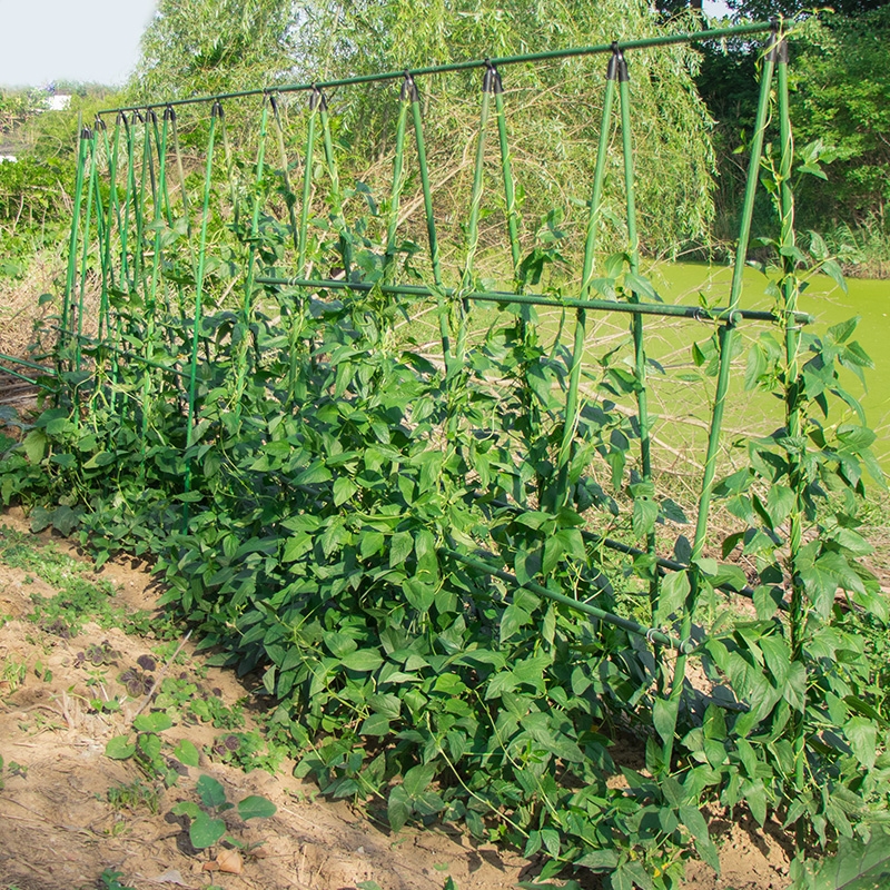 爬藤架花架葡萄豆角黄瓜架子包塑钢管种菜搭架支撑杆固定庭院种植