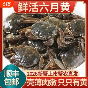 [活蟹]六月黄螃蟹鲜活大闸蟹河蟹毛蟹稻田蟹海鲜水大闸蟹1-1.3两