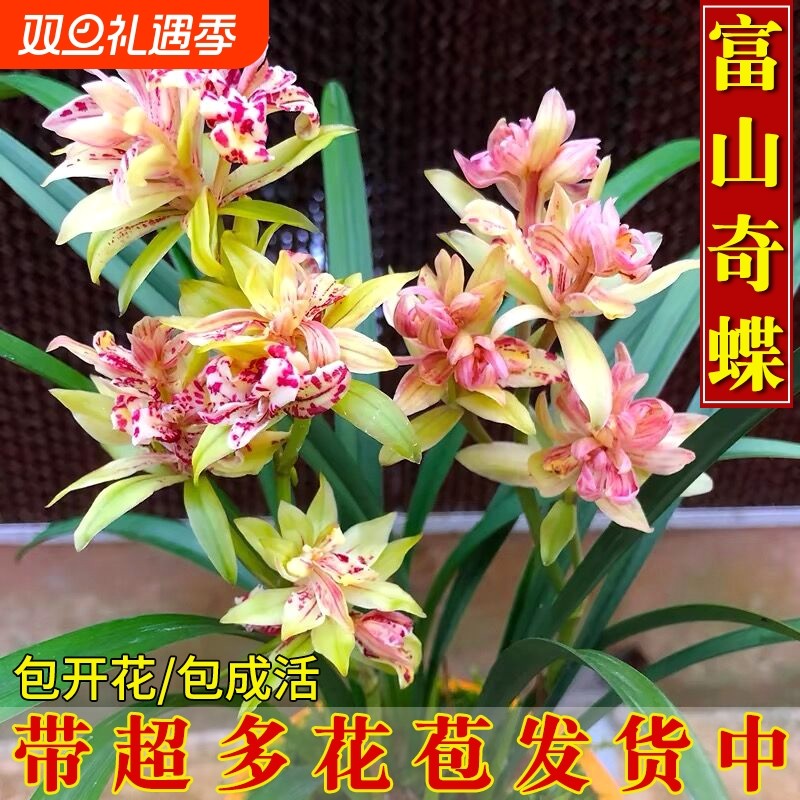 浓香四季建兰带花现富山奇蝶兰花苗好养室内绿植花卉盆栽品种开花