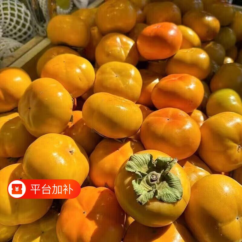新鲜脆柿阳丰脆柿现摘巧克力脆柿冰糖心硬柿子应季新鲜水果