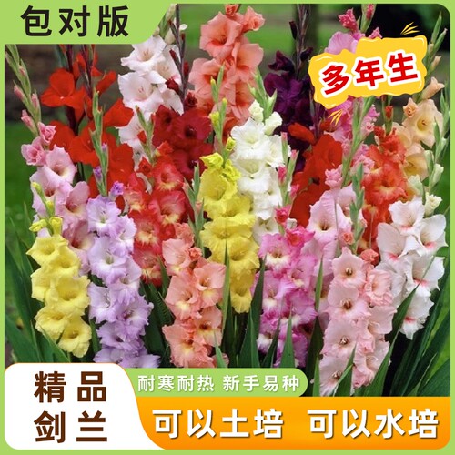 剑兰唐菖蒲小苍兰盆栽花卉绿植花