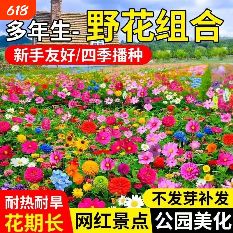 野花组合四季生长种子耐寒花种易活波斯菊花卉室外庭院好养的花籽