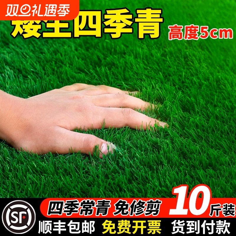 矮生四季常青地毯草草坪草籽高档进口耐践踏免修剪草种子耐热耐旱