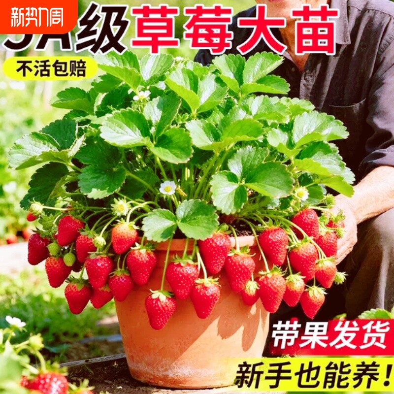 草莓苗盆栽秧苗丹东99新苗秧四季奶油玄玉脱毒种苗大室内种植结果