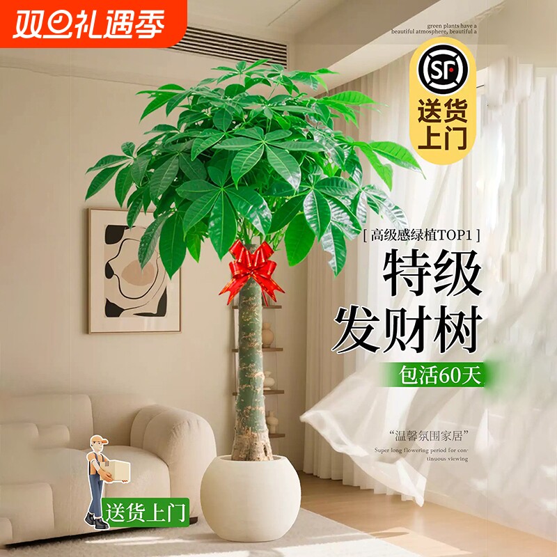 发财树客厅盆栽大花卉绿植物室内办公室四季好养大树客厅摆件盆景