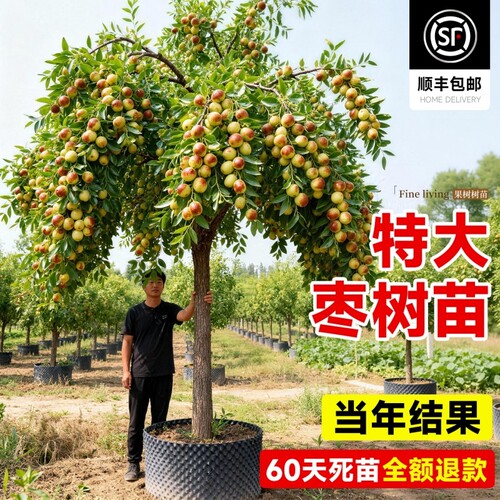 沾化冬枣青枣树苗当年结果