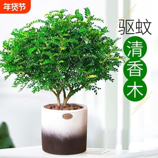正宗清香胡椒木盆栽花卉室内外驱蚊草植物树苗老桩盆景九里香绿植