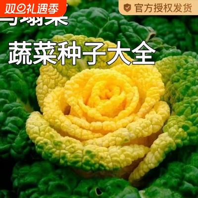 黄心乌塌菜苗秧苗黑塌菜籽黄金耐寒乌塌菜种子黑心黄芯秋季黄心菜