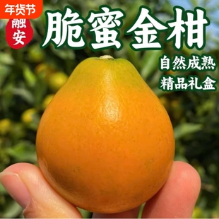 正宗广西融安脆蜜金柑新鲜时令水果鲜果橘子金桔整箱礼盒5包邮斤