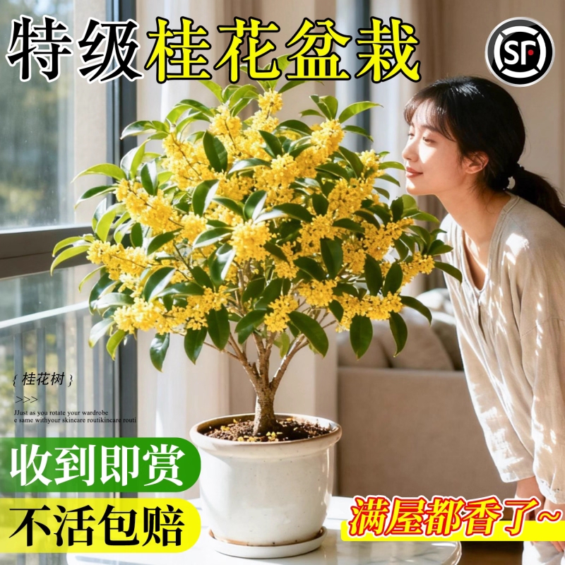 四季桂花盆栽八月桂树苗可食用