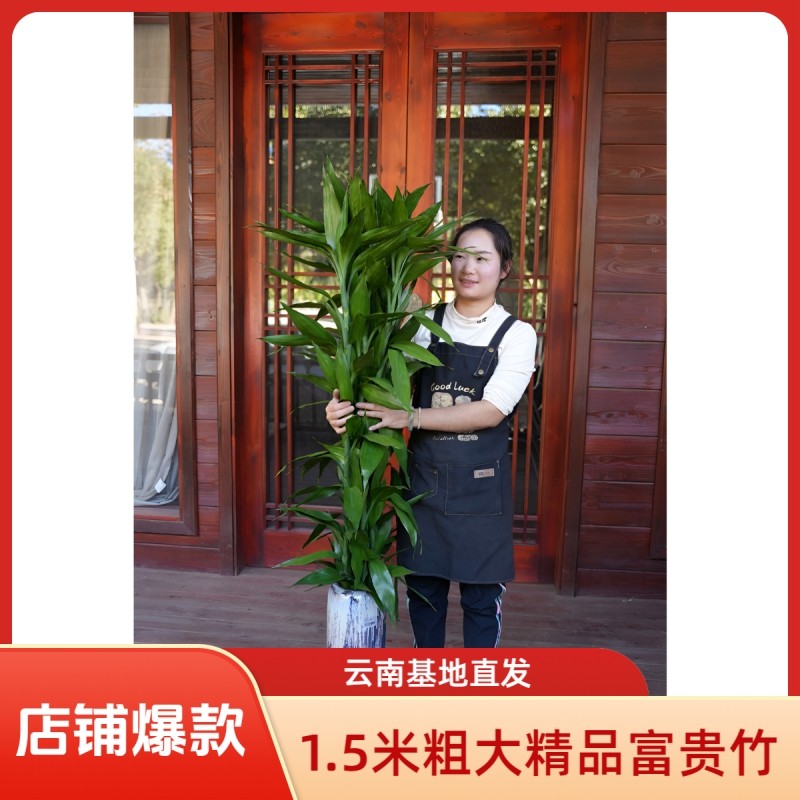 {1.5米粗大}富贵竹水培大叶四季常青玻璃花瓶客厅盆栽绿植落地