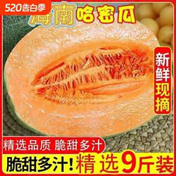 正宗海南哈密瓜吐鲁番西州蜜25号当应季新鲜水果网纹甜瓜整箱包邮