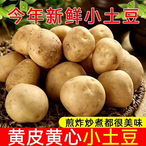 正宗恩施小土豆迷你新鲜
