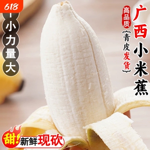 广西小米蕉baby香蕉青皮需催熟皇帝蕉新鲜水果banana现摘芝麻