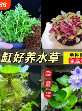水罗兰坨草组合浮萍水草鱼缸专用