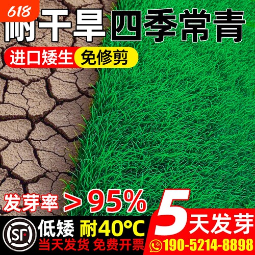 草坪草籽四季常青护坡固土狗牙根庭院地毯草高羊茅绿化黑麦草种子